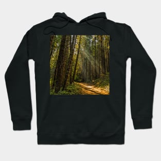 Smokey Forest Hoodie